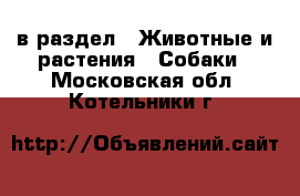  в раздел : Животные и растения » Собаки . Московская обл.,Котельники г.